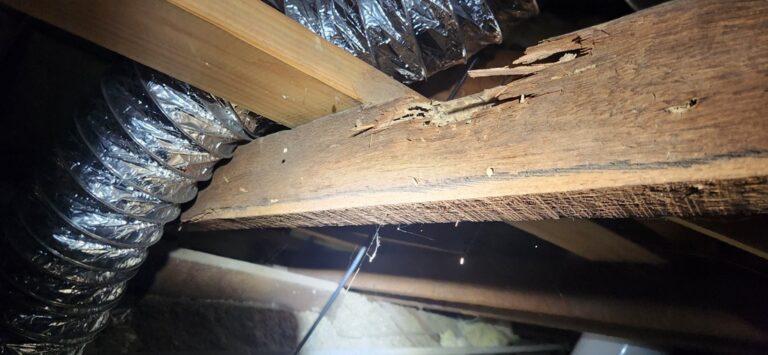 Timber frame eaten away by termites. Photo taken in clients roof space.