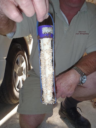 A termite bait with dead termites.